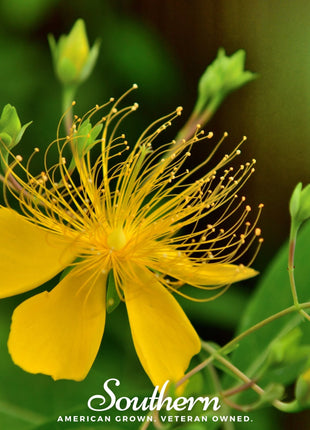 Greater St. John’s Wort – 100 Seeds