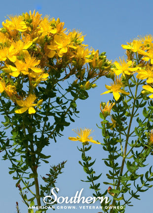 Greater St. John’s Wort – 100 Seeds