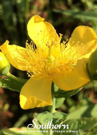 Greater St. John’s Wort – 100 Seeds