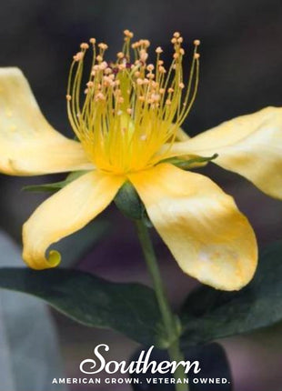 Greater St. John’s Wort – 100 Seeds
