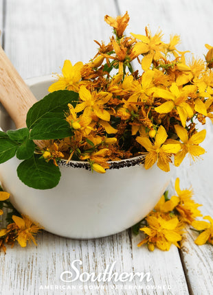 St. John’s Wort – 100 Seeds