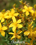 St. John’s Wort – 100 Seeds