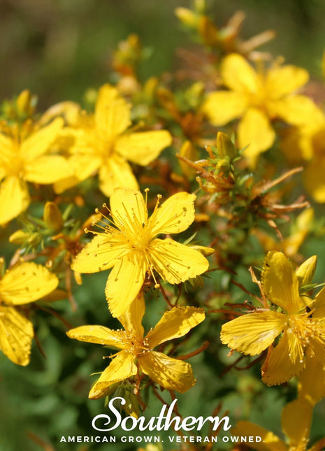 St. John’s Wort – 100 Seeds