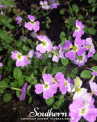 Virginia Stock – 500 Seeds