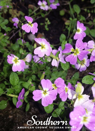 Virginia Stock – 500 Seeds