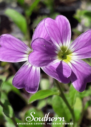 Virginia Stock – 500 Seeds