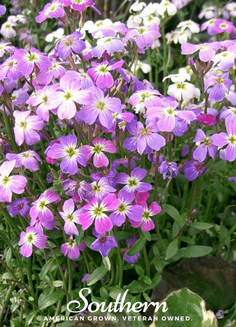Virginia Stock – 500 Seeds