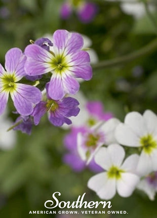 Virginia Stock – 500 Seeds