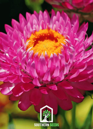 Purple-Red Strawflower – 100 Seeds
