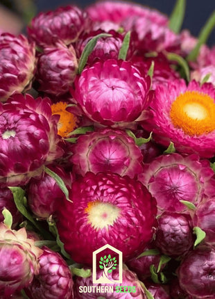 Purple-Red Strawflower – 100 Seeds