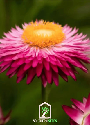 Purple-Red Strawflower – 100 Seeds