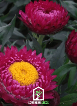 Purple-Red Strawflower – 100 Seeds