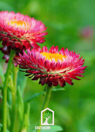 Purple-Red Strawflower – 100 Seeds