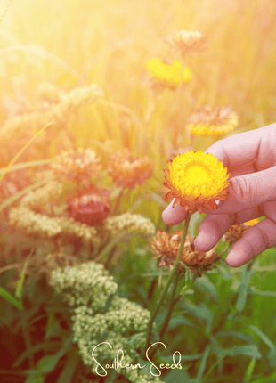 Yellow Strawflower – 100 Seeds