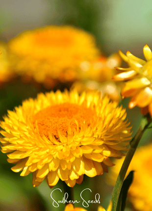 Yellow Strawflower – 100 Seeds