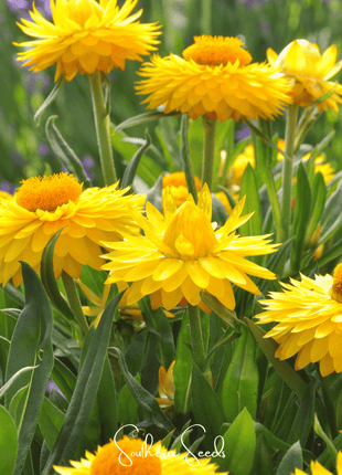 Yellow Strawflower – 100 Seeds