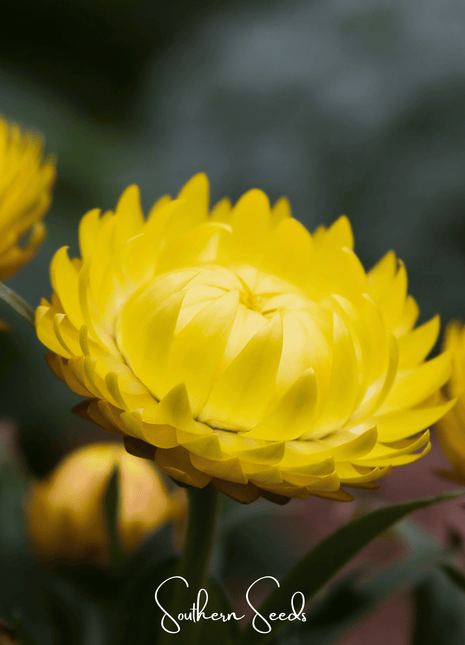 Yellow Strawflower – 100 Seeds