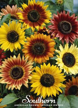Autumn Beauty Sunflower – 25 Seeds