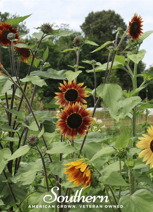 Autumn Beauty Sunflower – 25 Seeds