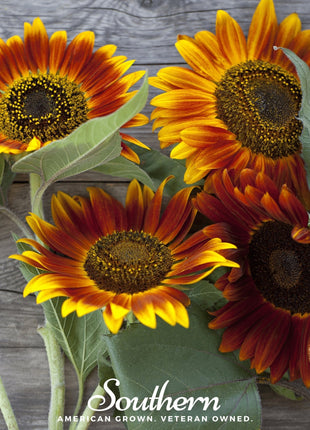 Autumn Beauty Sunflower – 25 Seeds