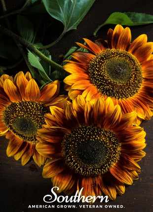 Autumn Beauty Sunflower – 25 Seeds
