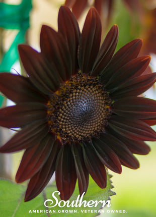 Chocolate Sunflower – 25 Seeds