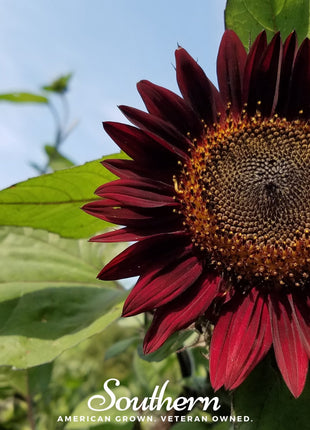 Chocolate Sunflower – 25 Seeds