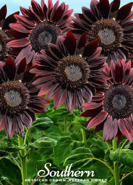 Chocolate Sunflower – 25 Seeds