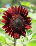 Chocolate Sunflower – 25 Seeds