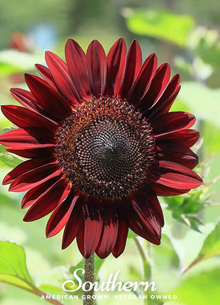 Chocolate Sunflower – 25 Seeds