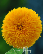 Giant Sungold Sunflower – 25 Seeds