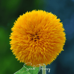 Collection image for: Sunflower