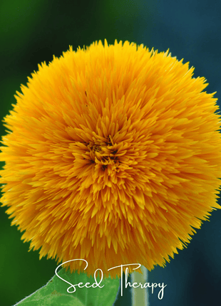 Giant Sungold Sunflower – 25 Seeds