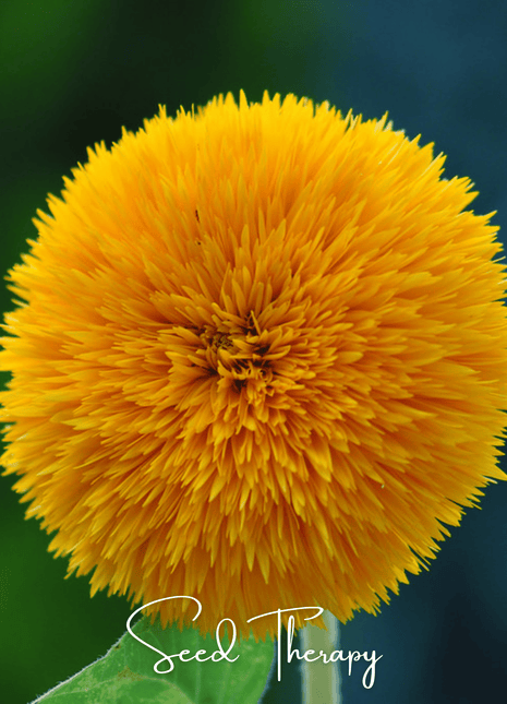 Giant Sungold Sunflower – 25 Seeds