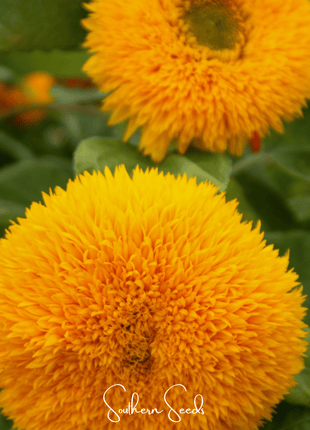 Giant Sungold Sunflower – 25 Seeds