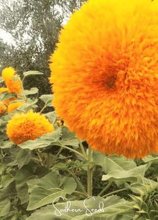 Giant Sungold Sunflower – 25 Seeds
