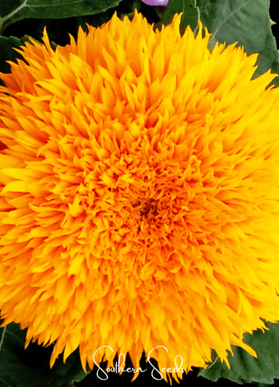 Giant Sungold Sunflower – 25 Seeds
