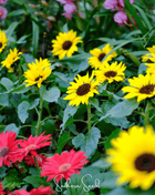 Incredible Dwarf Sunflower – 20 Seeds
