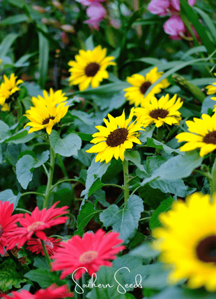 Incredible Dwarf Sunflower – 20 Seeds