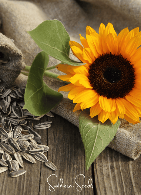 Incredible Dwarf Sunflower – 20 Seeds