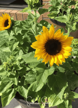 Incredible Dwarf Sunflower – 20 Seeds