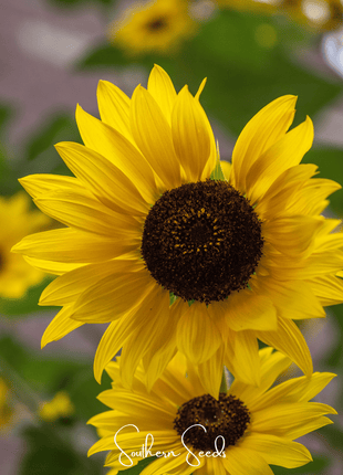 Incredible Dwarf Sunflower – 20 Seeds