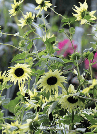 Italian White Sunflower – 25 Seeds