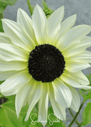 Italian White Sunflower – 25 Seeds