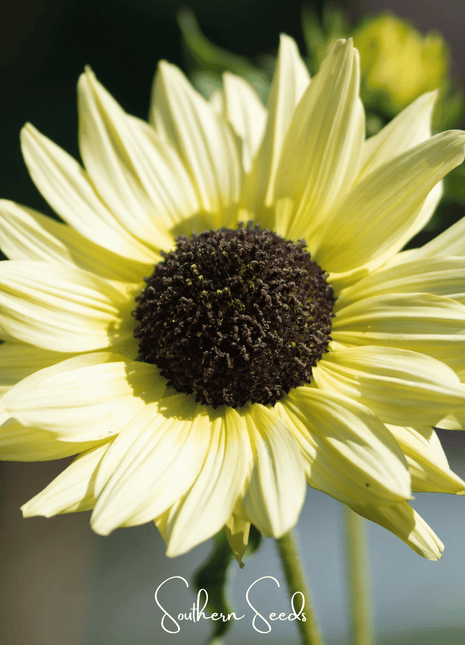 Italian White Sunflower – 25 Seeds