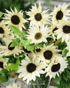 Italian White Sunflower – 25 Seeds