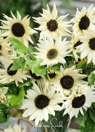 Italian White Sunflower – 25 Seeds