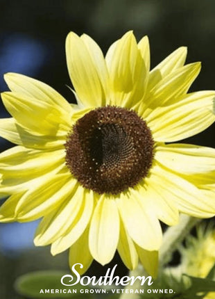 Lemon Queen Sunflower – 25 Seeds