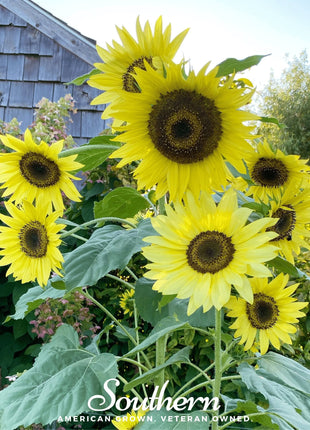 Lemon Queen Sunflower – 25 Seeds