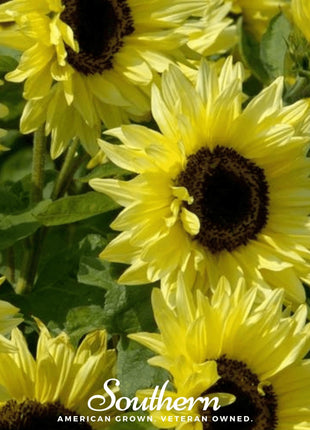 Lemon Queen Sunflower – 25 Seeds